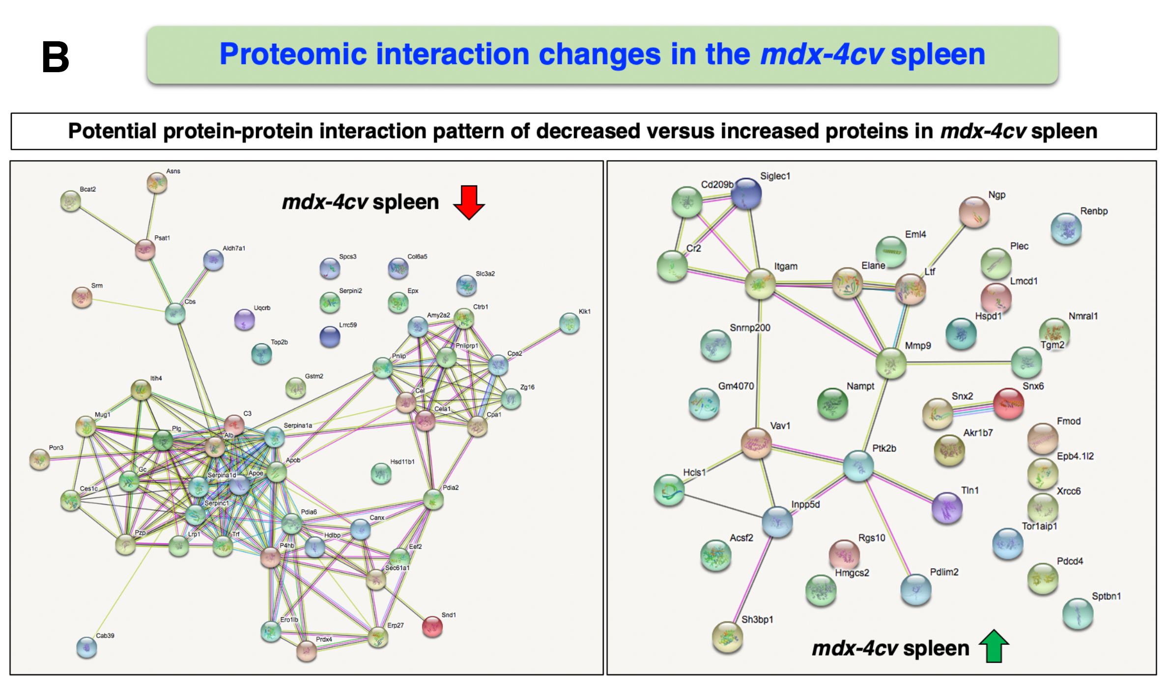 Überblick über die potentiellen Protein-Protein-Interaktionsmuster bei verminderten (links) und erhöhter (rechts) Konzentration von Proteinen in der Milz von Duchenne-Mäusen