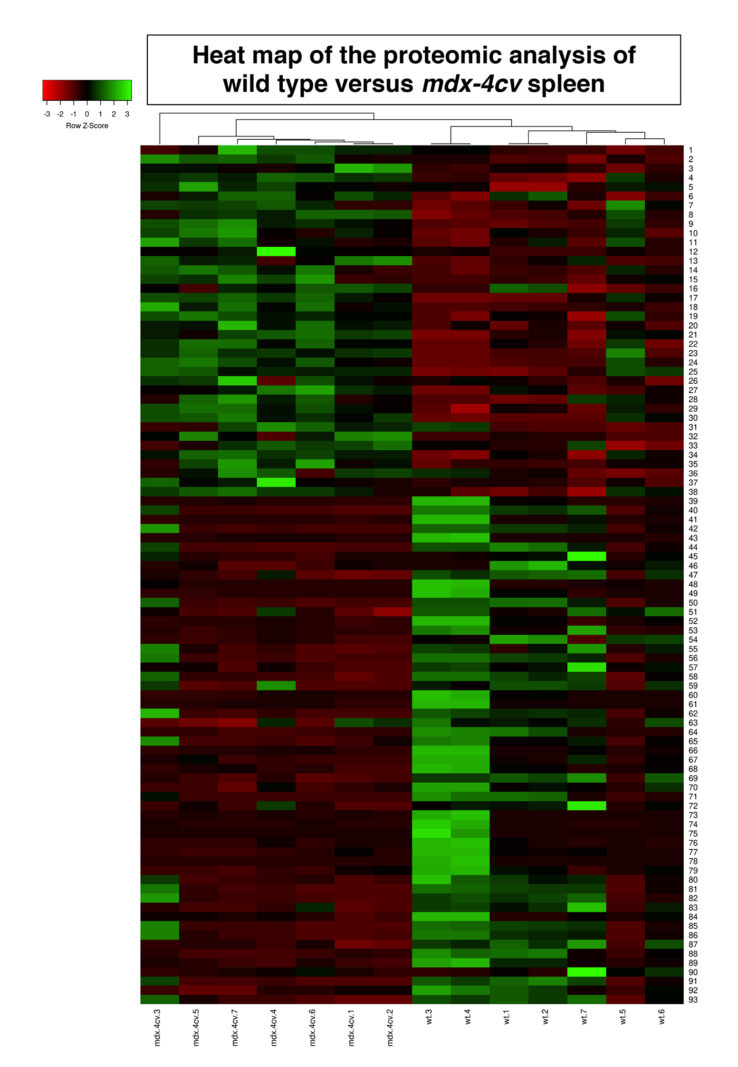 “Heat map” der Proteomanalyse:
Das Diagramm, das an Wärmebildaufnahmen von Gebäuden angelehnt ist, zeigt die Unterschiede der Proteom-Analyse an den Duchenne-Mäusen im Vergleich zur nicht erkrankten Kontrollgruppe.
© Maynooth University 