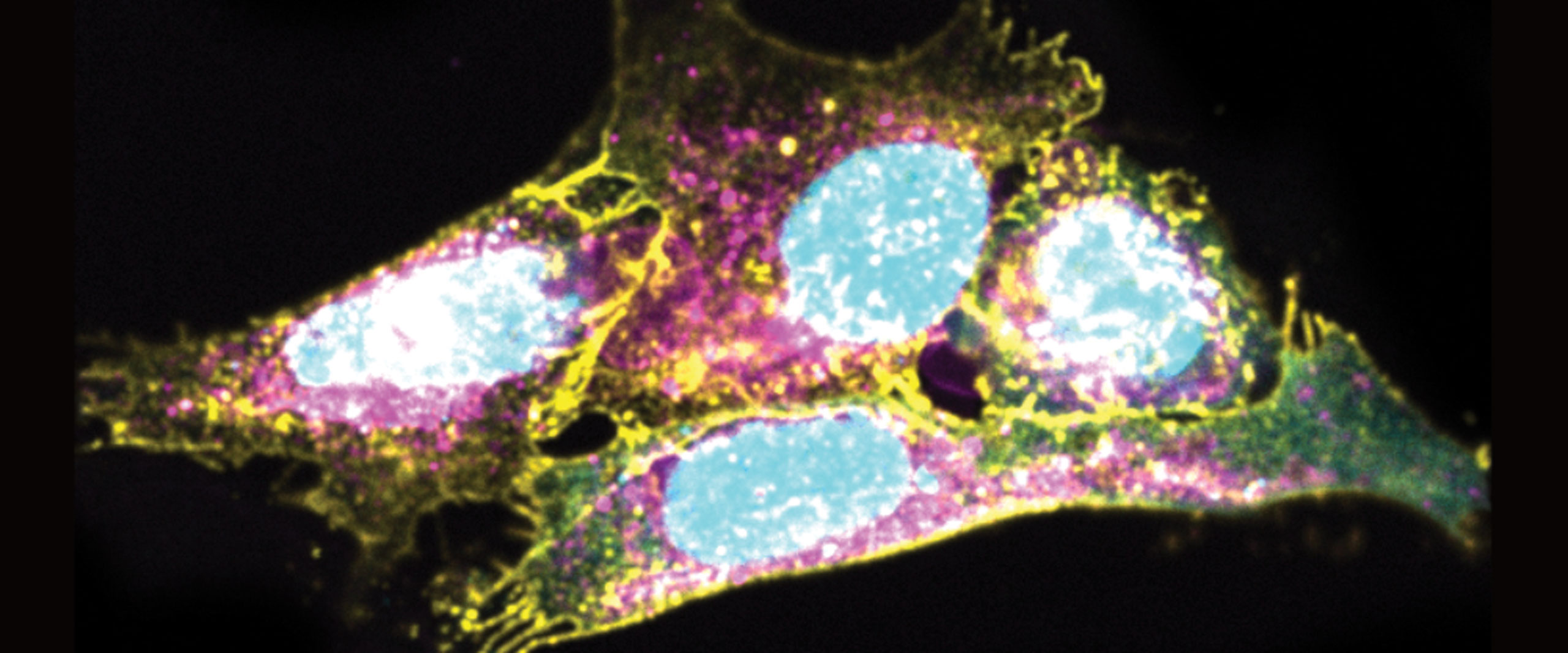 Erbanlage bewahrt Immunsystem vor Alterung