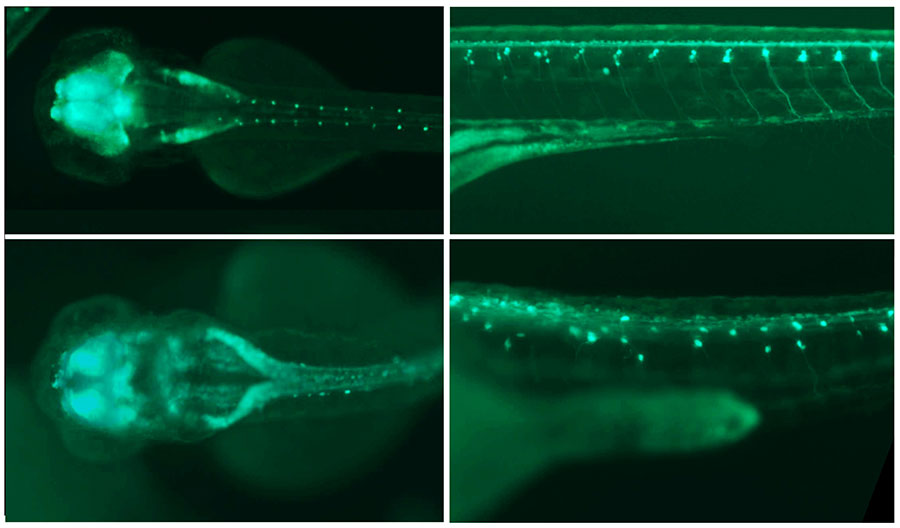 Fluoreszenzaufnahme von zwei Zebrafischembryos