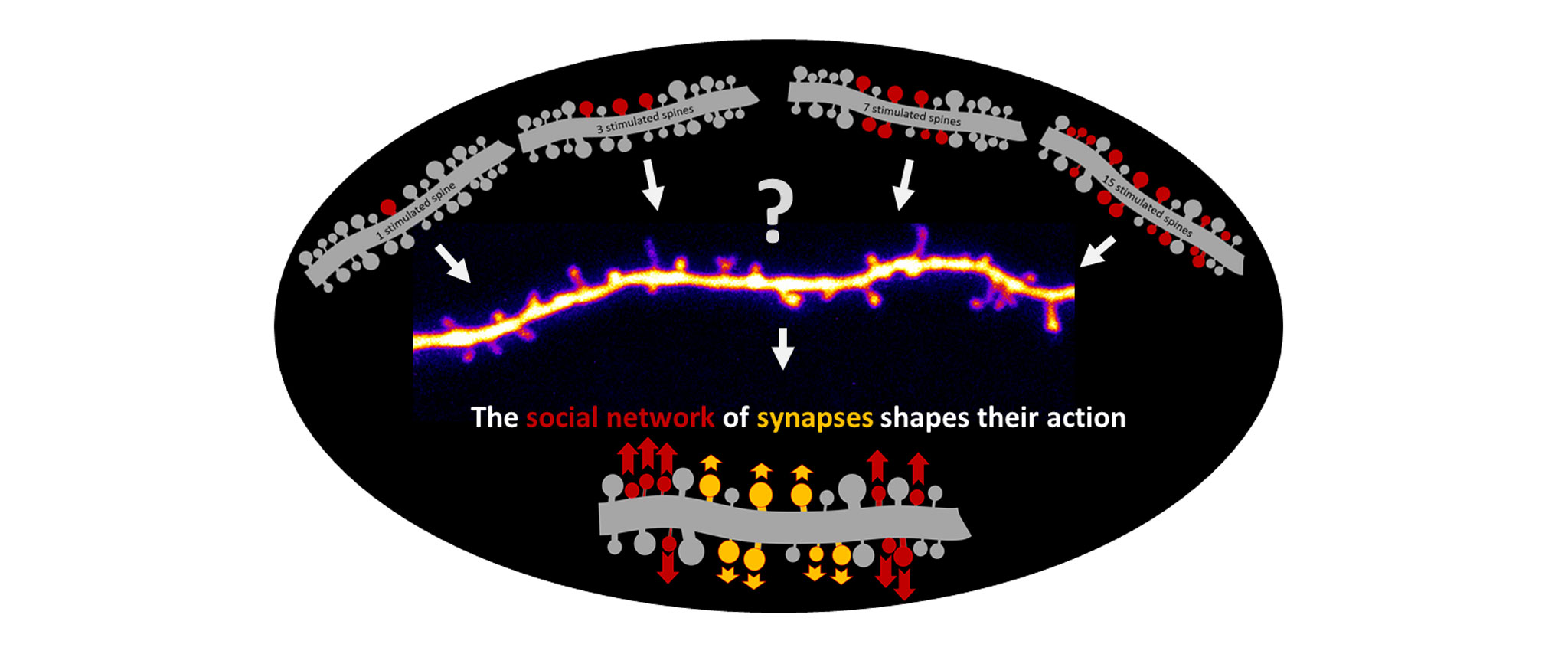 Soziales Netzwerk von Synapsen steuert ihr Handeln