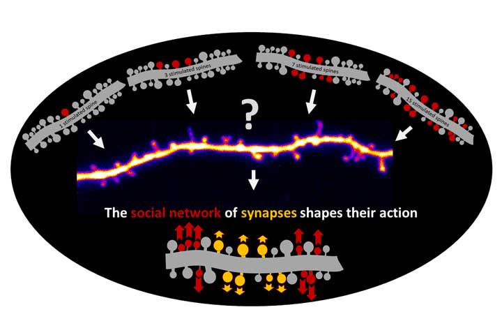 Soziales Netzwerk von Synapsen steuert ihr Handeln